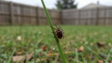 Does Picaridin Repel Ticks?