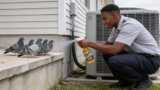 Top Pigeon Repellents for Protecting Your AC Unit