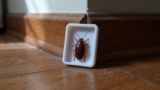 How to Use Bed Bug Interceptors