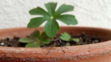 What Plants Repel Mosquitoes?
