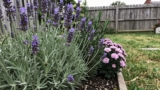 What Plants Repel Ticks?