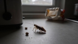 How to Clean Your Kitchen After a Cockroach Infestation