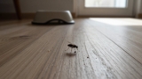 How to Prevent Fleas From Coming Back