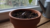 How to Prevent Fungus Gnats in Potting Soil