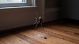 How to Prevent Spiders From Coming Back