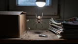 What Attracts Spiders?