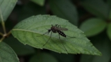 How to Protect Dogs From Mosquitoes