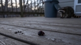 Raccoon Droppings: Identification and Cleanup