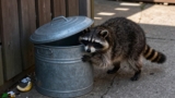 How to Prevent Raccoons From Getting Into Trash