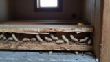 How Fast Do Termites Cause Damage?