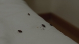 Why Do Fleas Keep Coming Back?
