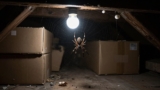 How to Get Rid of Spiders in the Attic