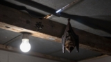 How to Get Bats Out of a House