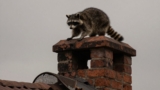 How to Get Raccoons Out of a Chimney