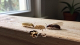 How to Repair Termite-Damaged Wood