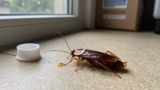 Roach Spray vs. Roach Bait
