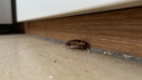 How to Seal Your House Against Cockroaches