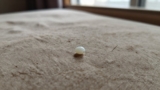 What Do Flea Eggs Look Like?