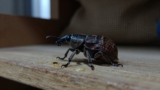What Do Weevil Eggs Look Like?