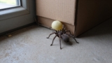 How to Get Rid of Spider Eggs