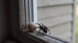 What Do Spider Egg Sacs Look Like?