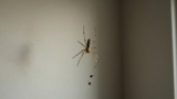 Common House Spiders Identification Guide
