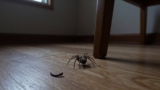 How to Get Rid of Spiders in the House