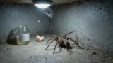 How to Make a Home Less Attractive to Spiders
