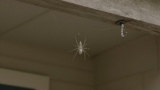 How to Get Rid of Spider Webs
