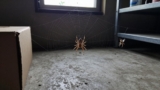 How to Get Rid of Spiders in the Garage