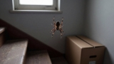 Do Spiders Come Inside in Winter?
