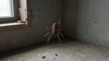 Why Are There So Many Spiders in My House?