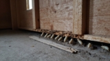 Does Homeowners Insurance Cover Termite Removal?