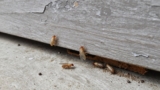 Is Termite Damage Covered by Homeowners Insurance?