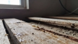 How Long Do Termites Live?