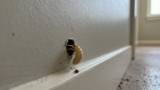 How to Get Rid of Termites in Walls