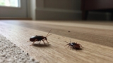 Tick vs. Flea: What Is the Difference?
