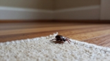 How to Find Ticks in Your House