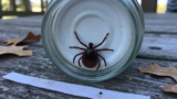 How Long Do Ticks Live?