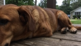 How to Keep Ticks Off Dogs