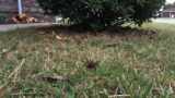How to Make a Tick-Safe Yard