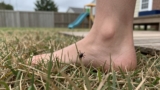 Do Ticks Jump?