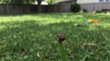 Do Ticks Live in Grass?