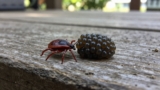 What Do Tick Eggs Look Like?