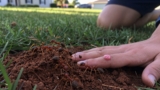 How to Treat Fire Ant Bites
