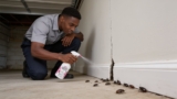 Effective Natural Carpet Beetle Repellents You Can Trust