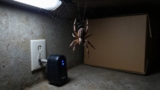 Do Ultrasonic Spider Repellers Work?