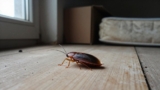 How Long Can Bed Bugs Live Without a Host?
