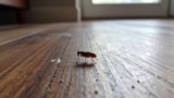 How Long Can Fleas Live Without a Host?