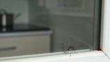 How Long Do Mosquitoes Live Indoors?